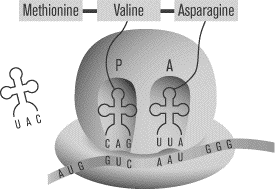 SAT2化学知识讲解:Protein Synthesis SAT2化学知识讲解:Protein Synthesis