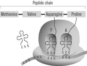 SAT2化学知识讲解：Protein Synthesis